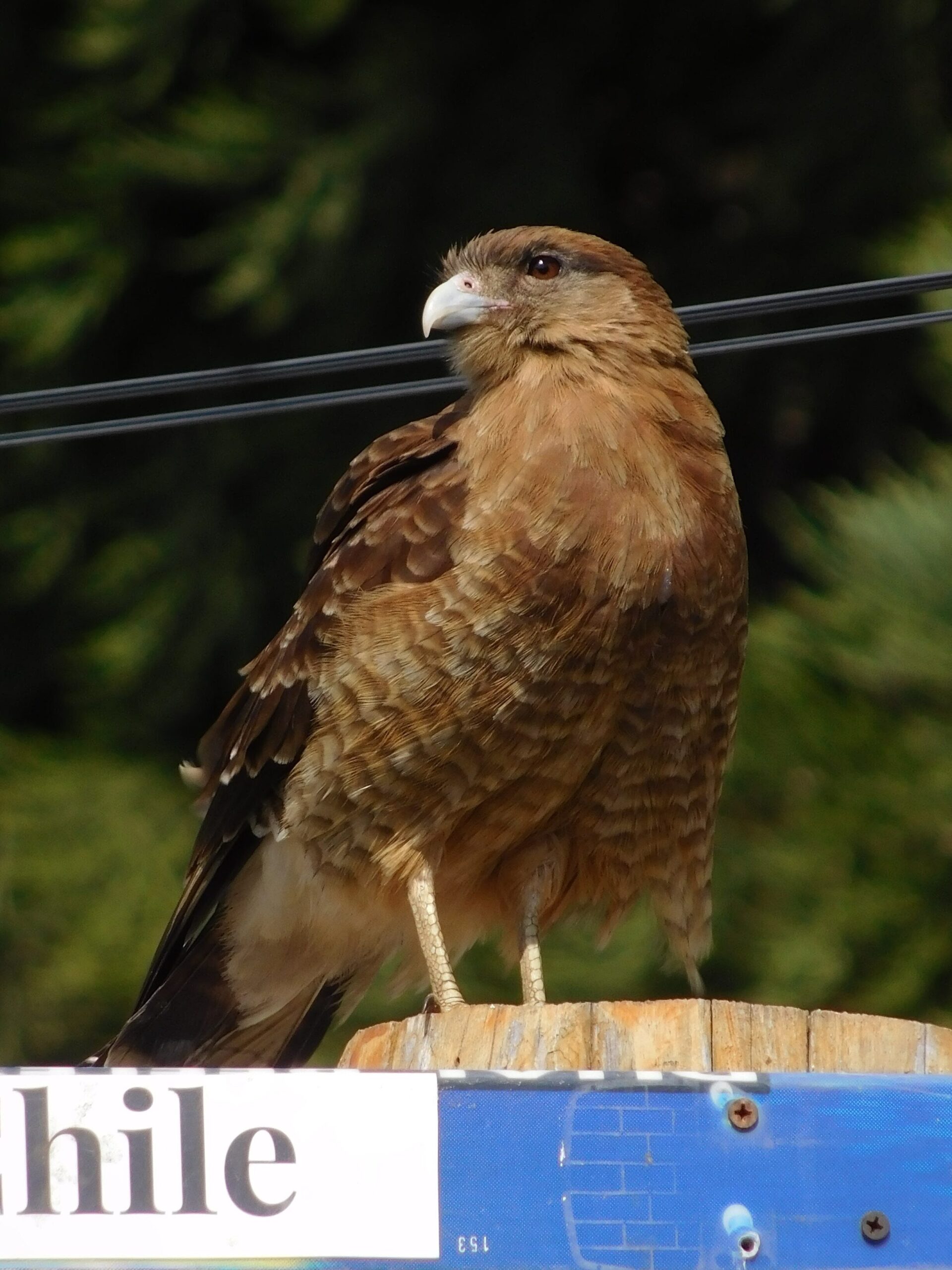Chimango caracara
