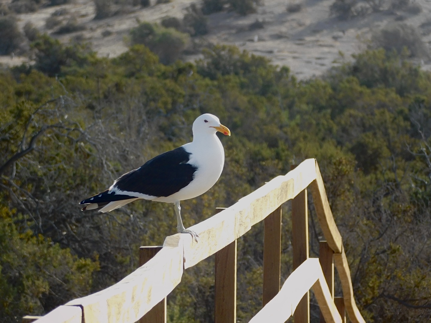 Gulls