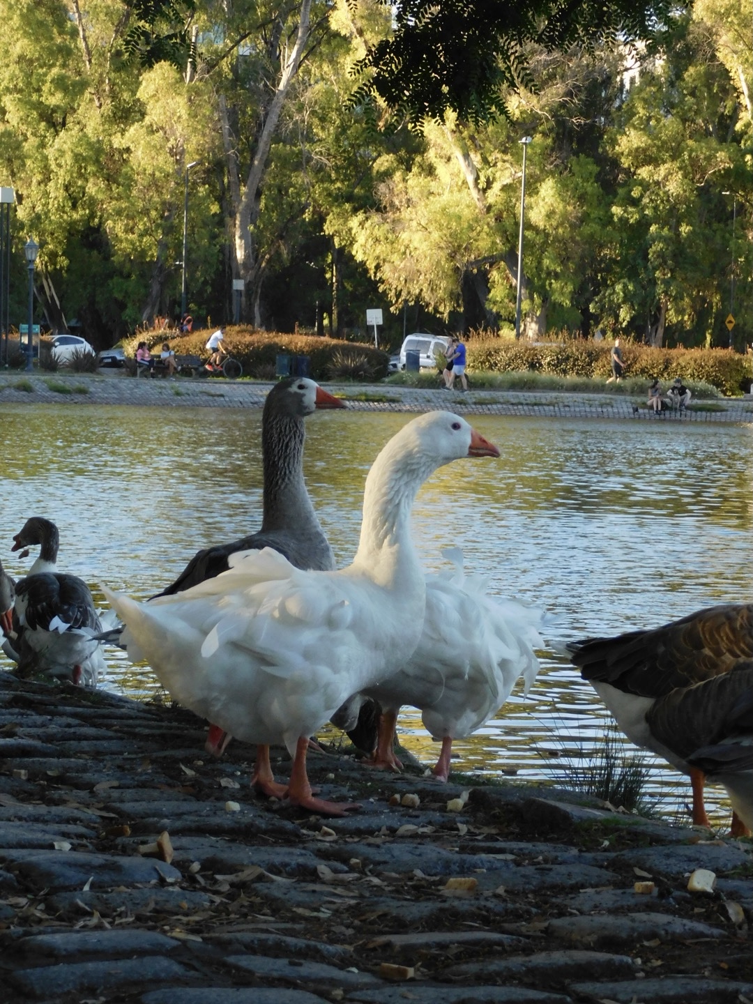 Geese