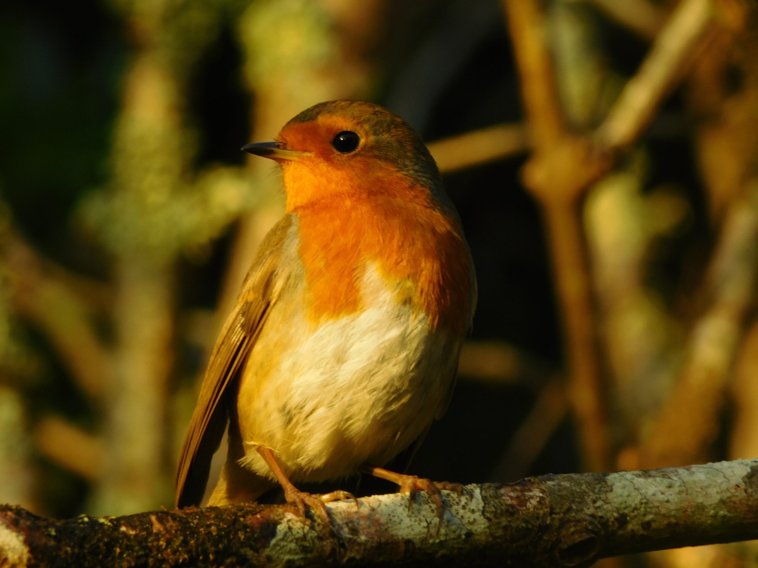 European Robin