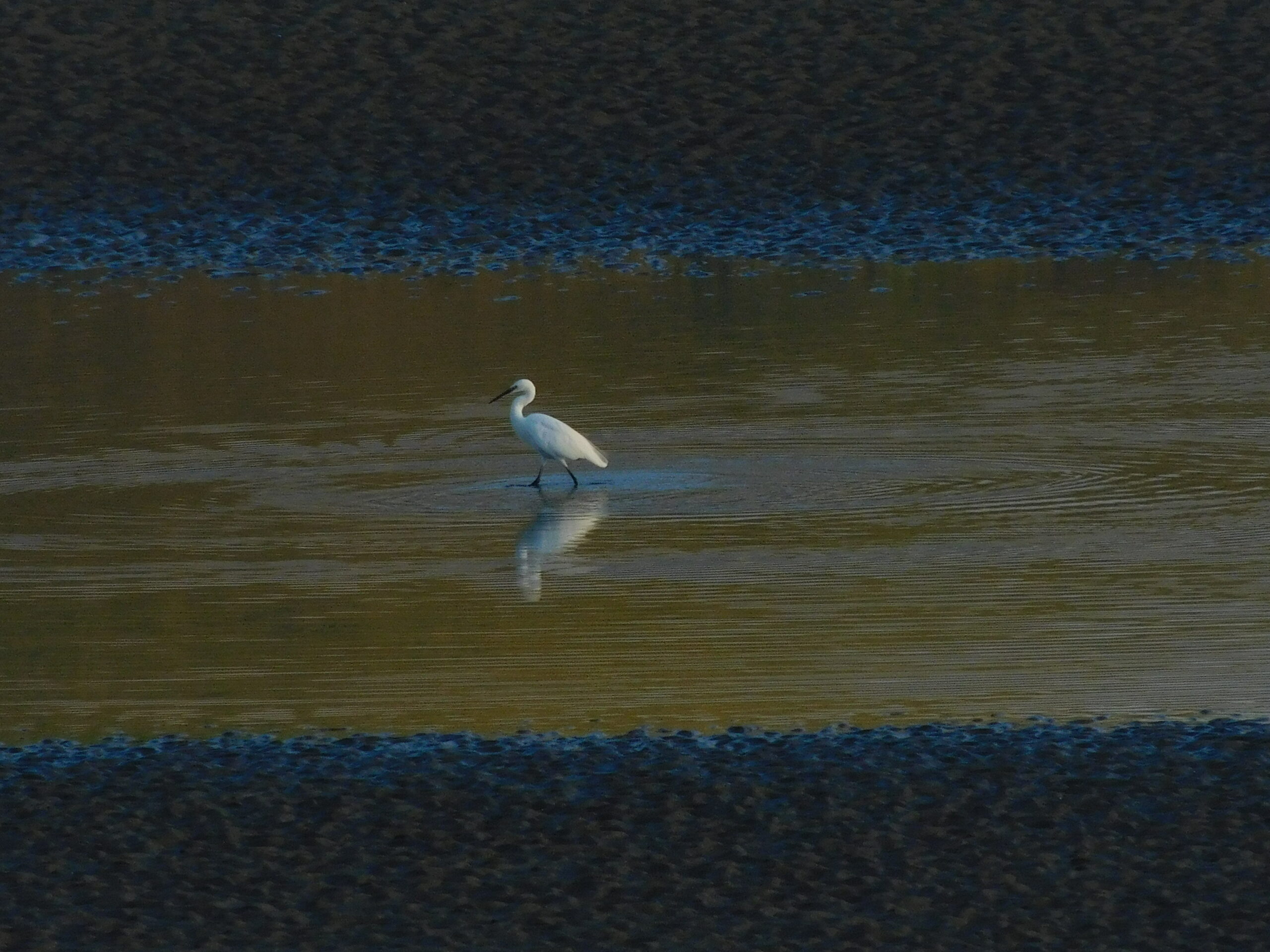 Egret