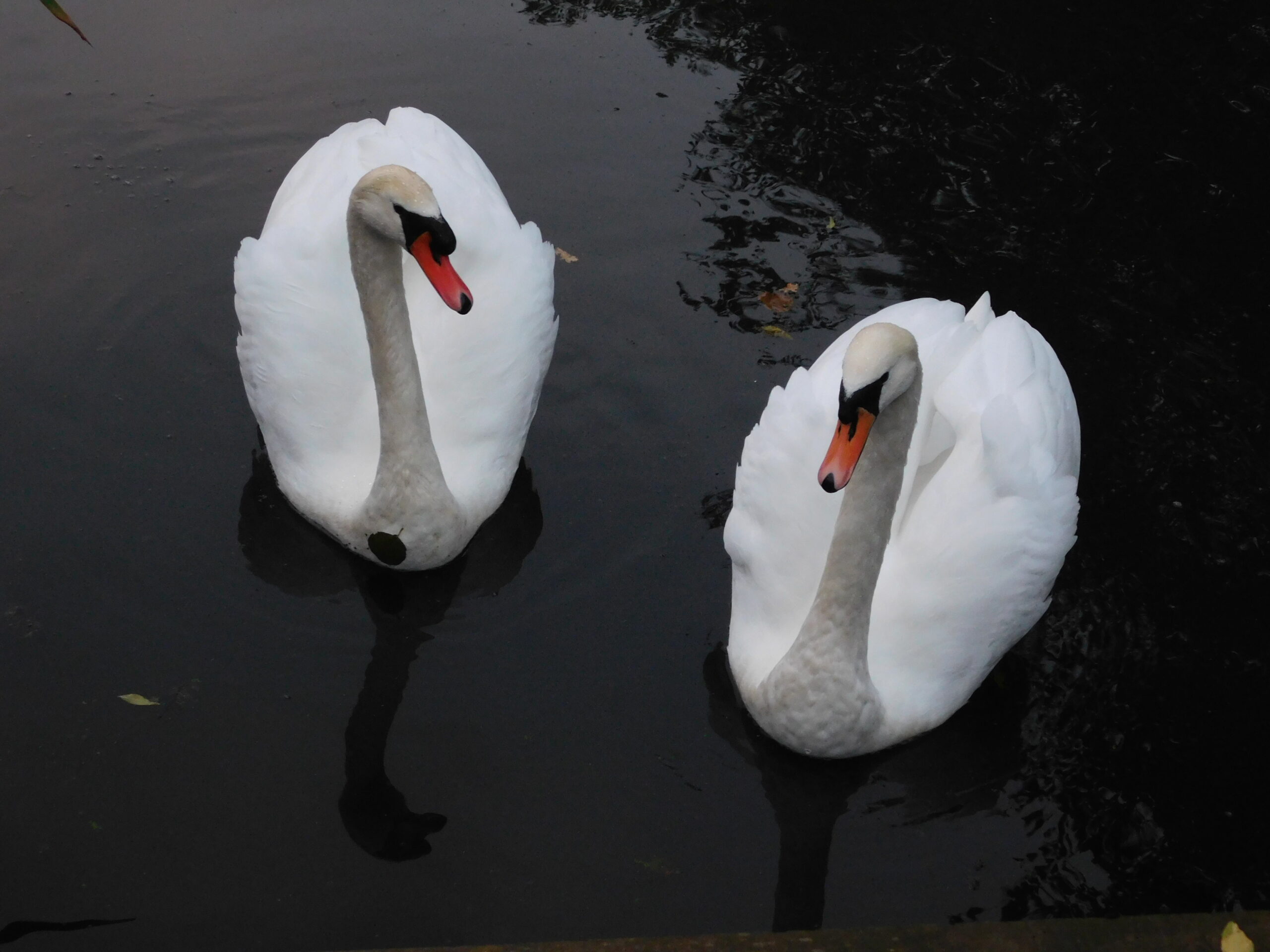 Swans