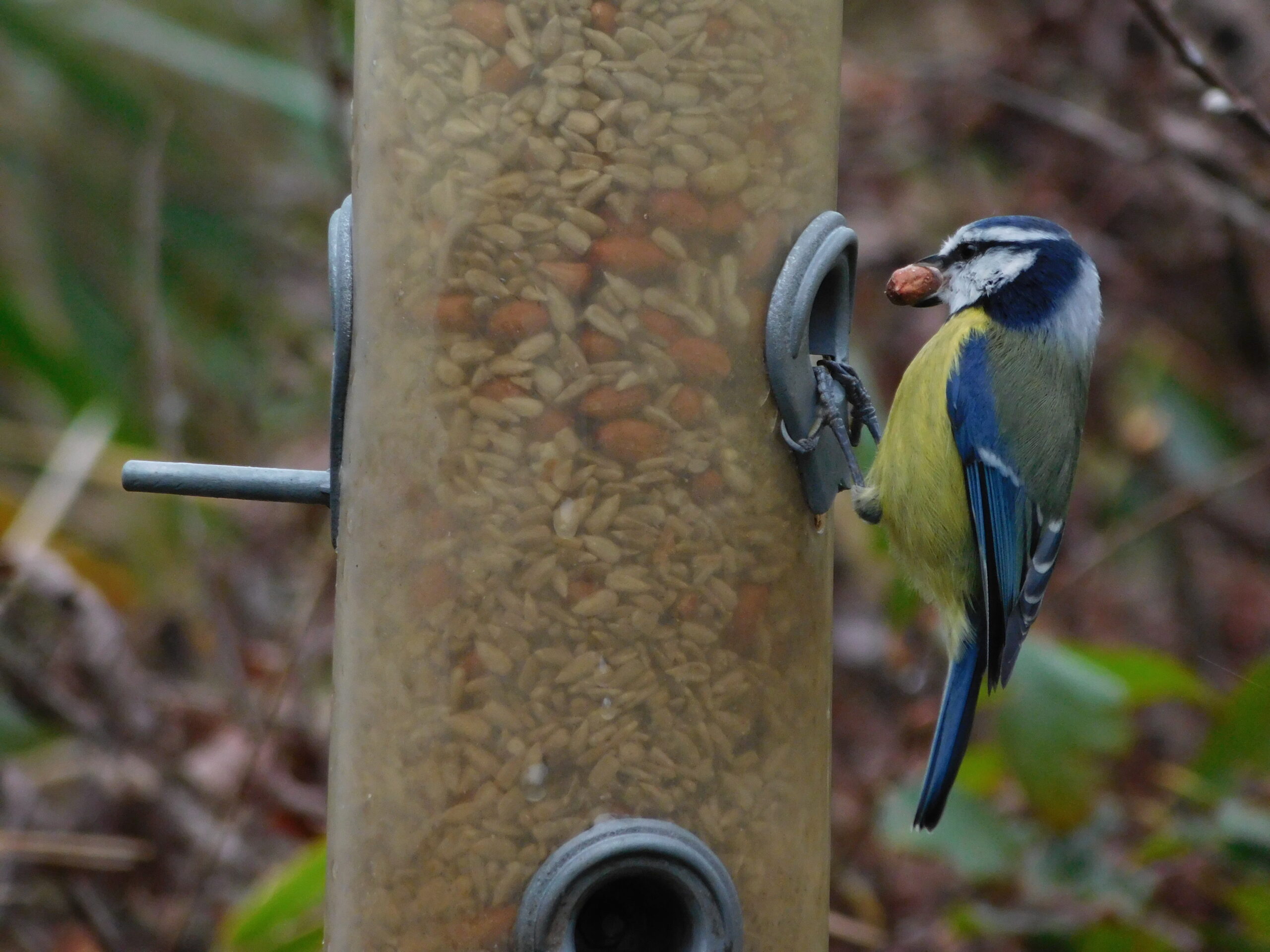 Blue Tit