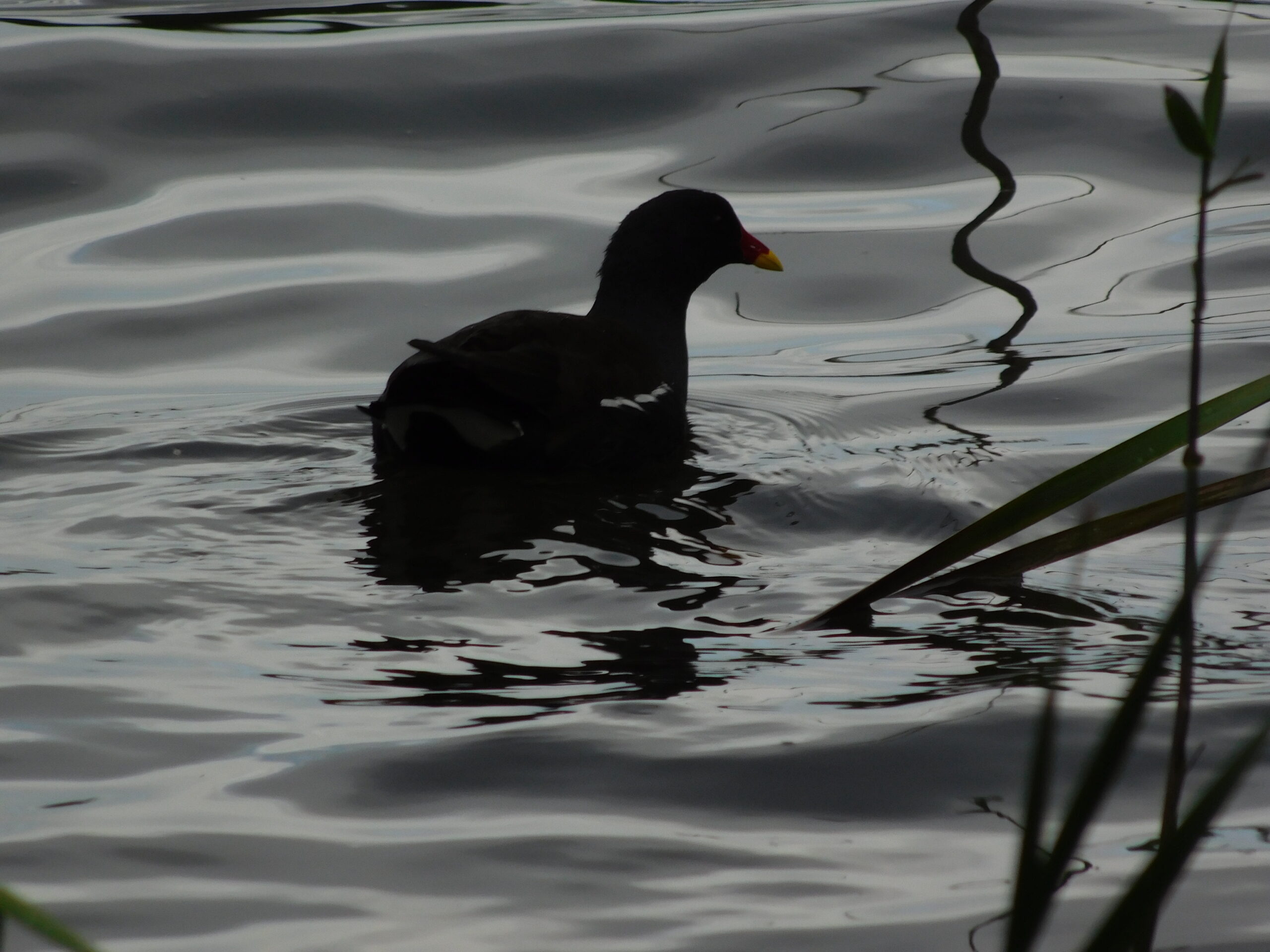 Moorhen