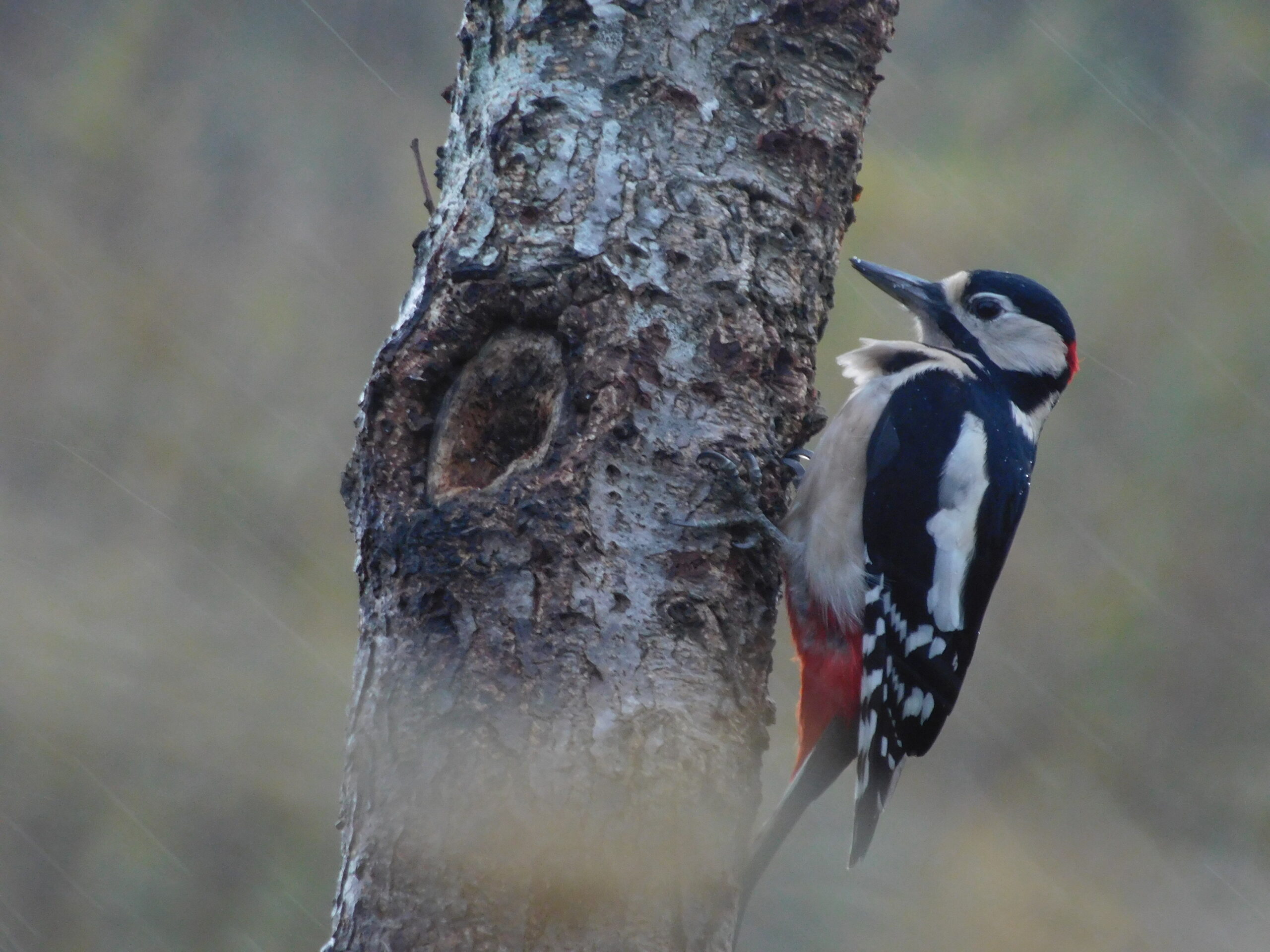 Woodpecker