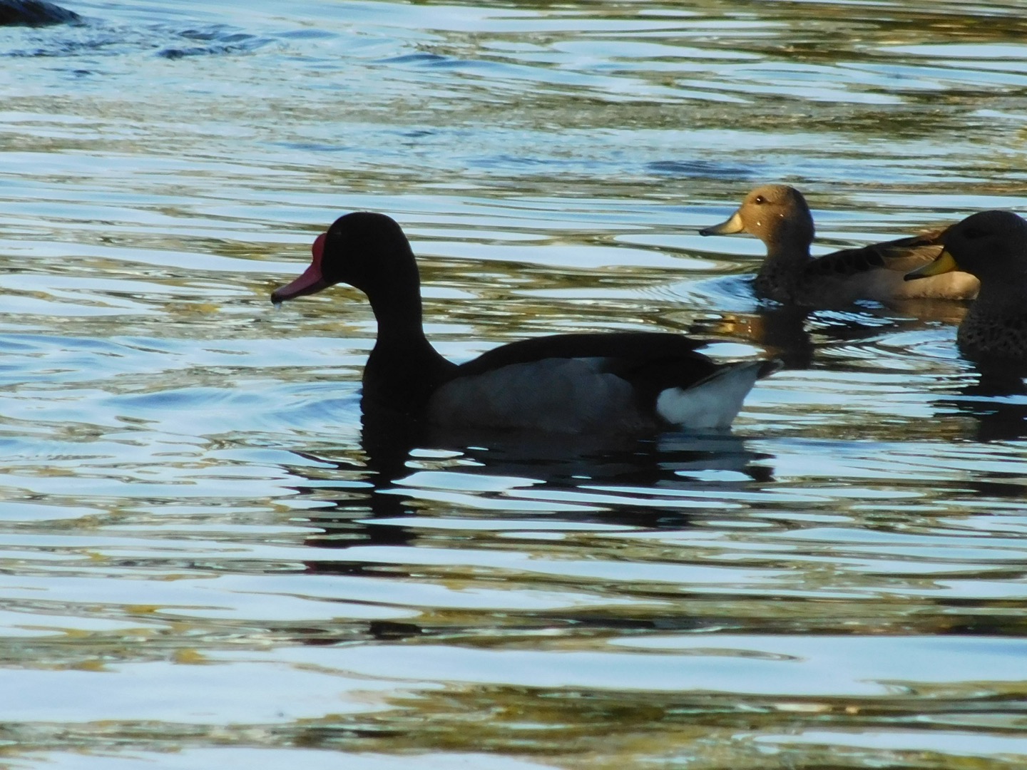 Ducks