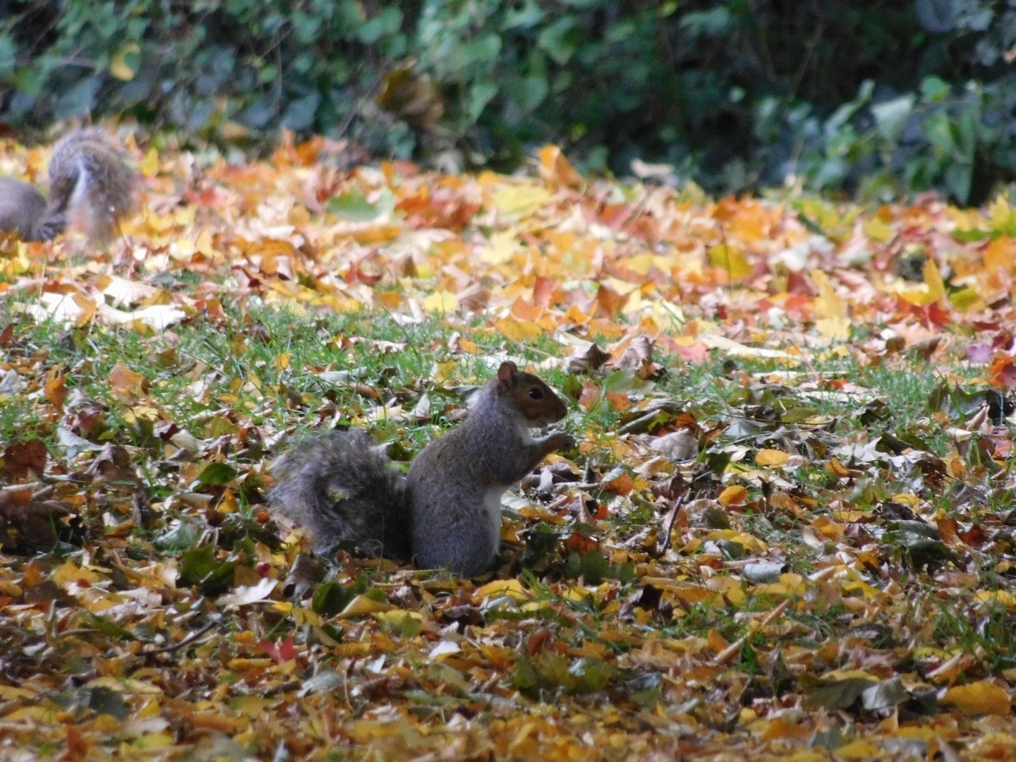 Gray squirrel