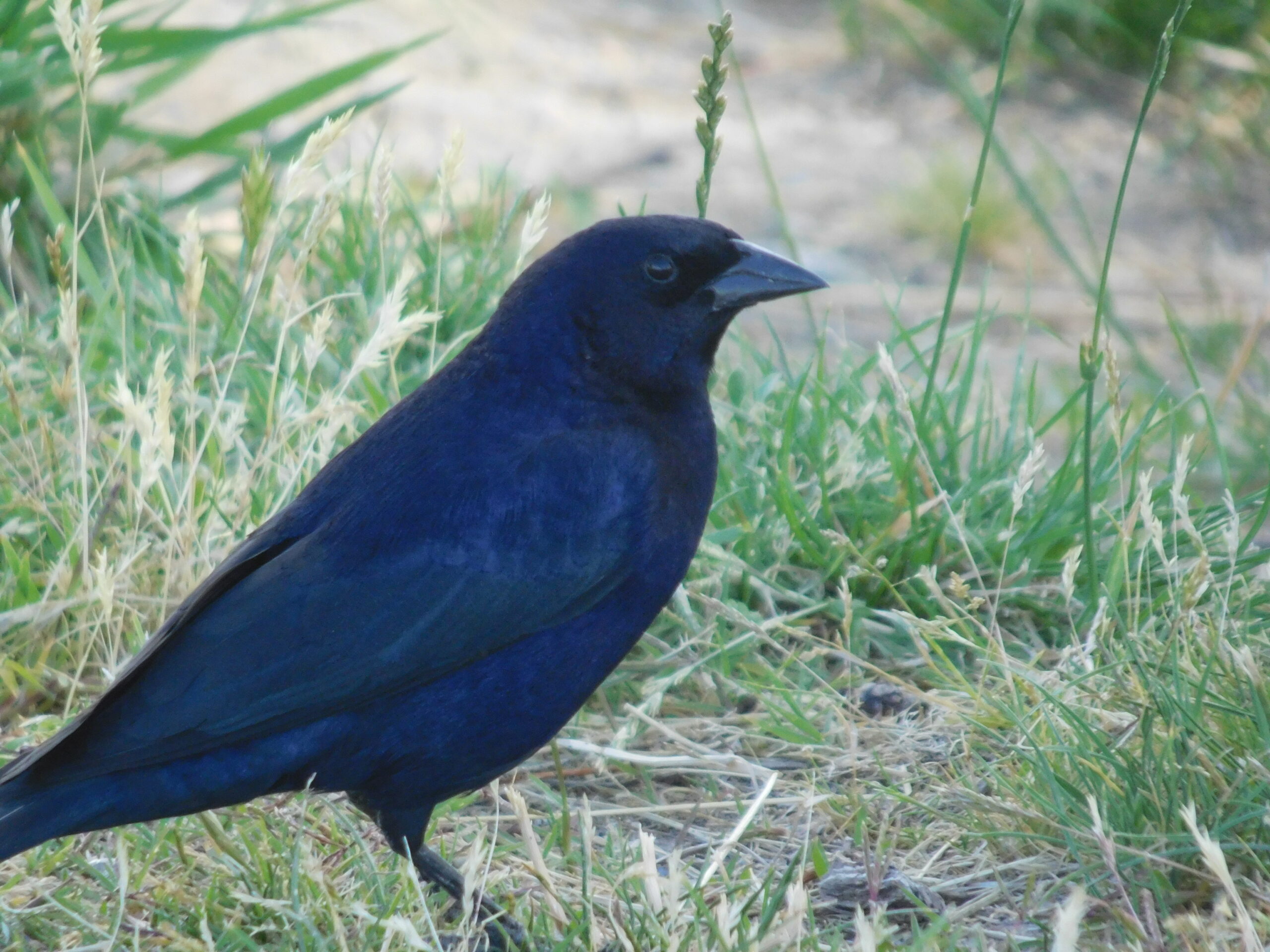Shiny cowbird