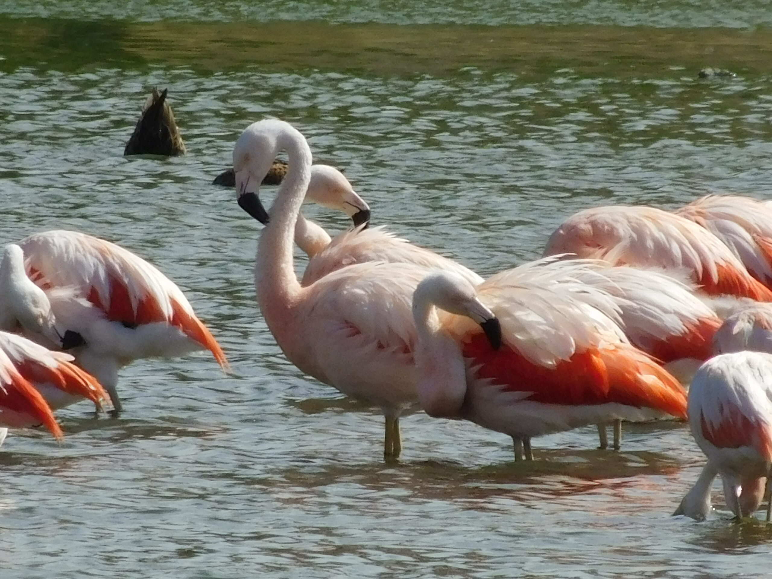 Flamingoes