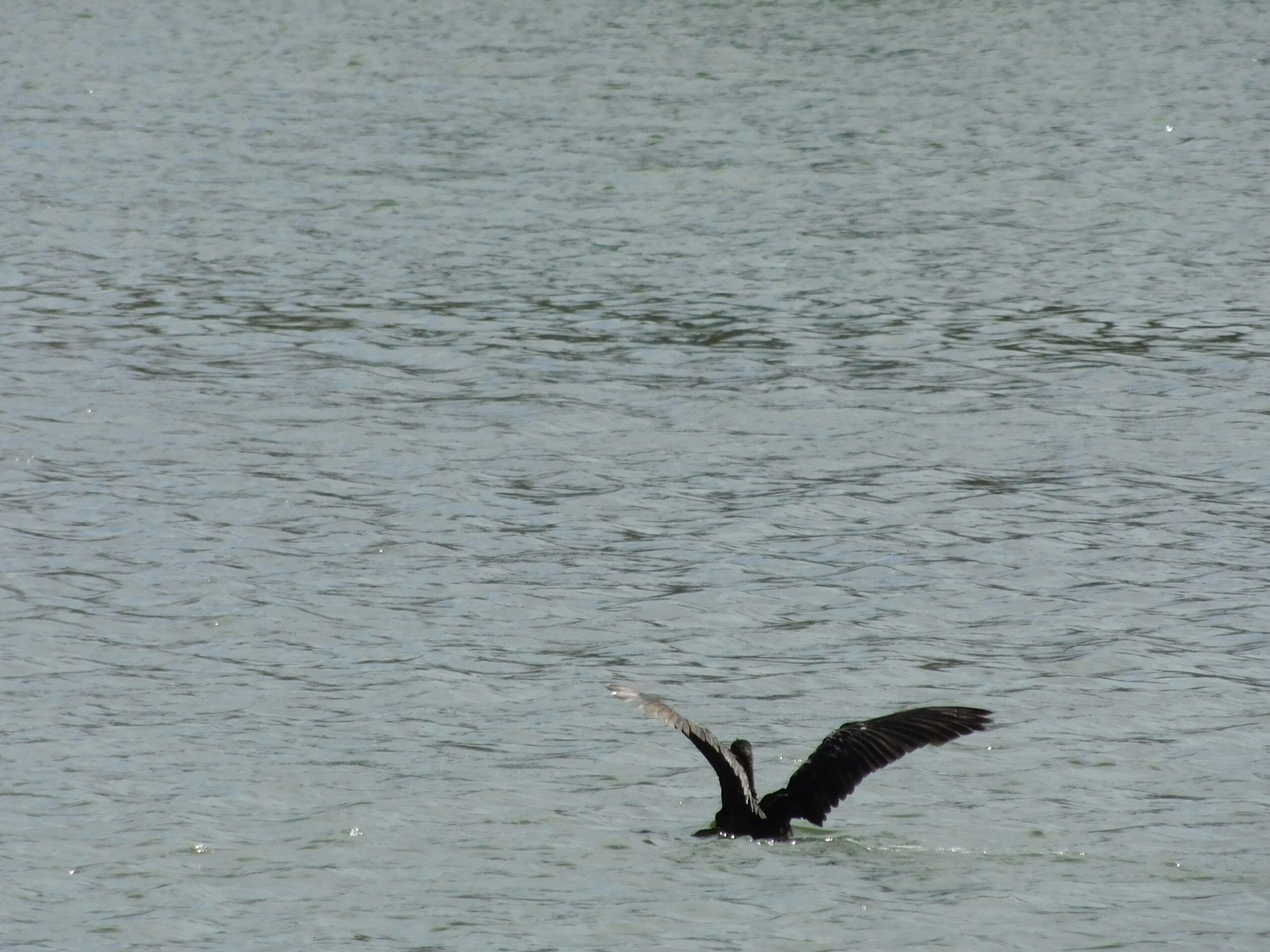 Black cormorant