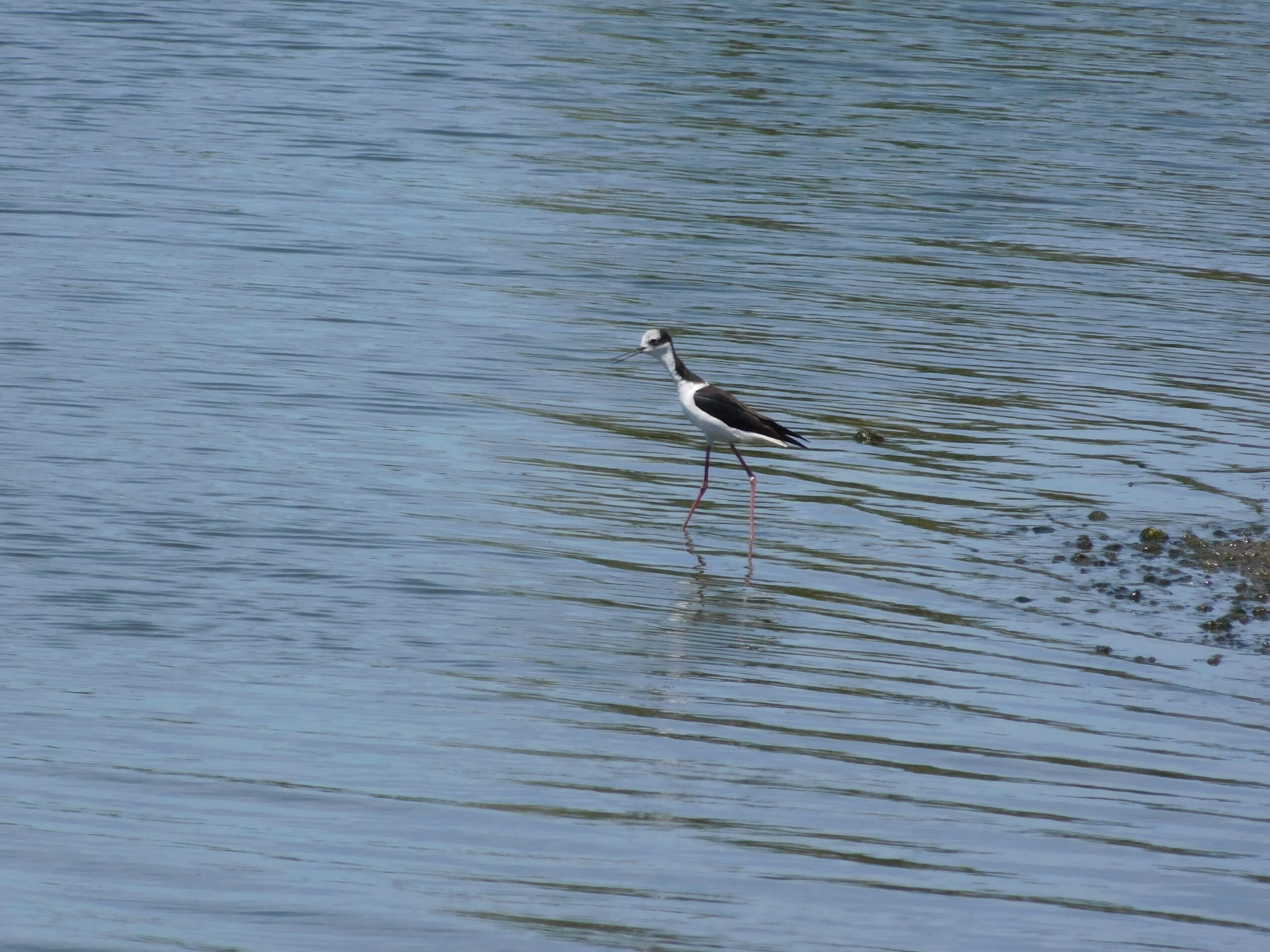 Black-necked stilt