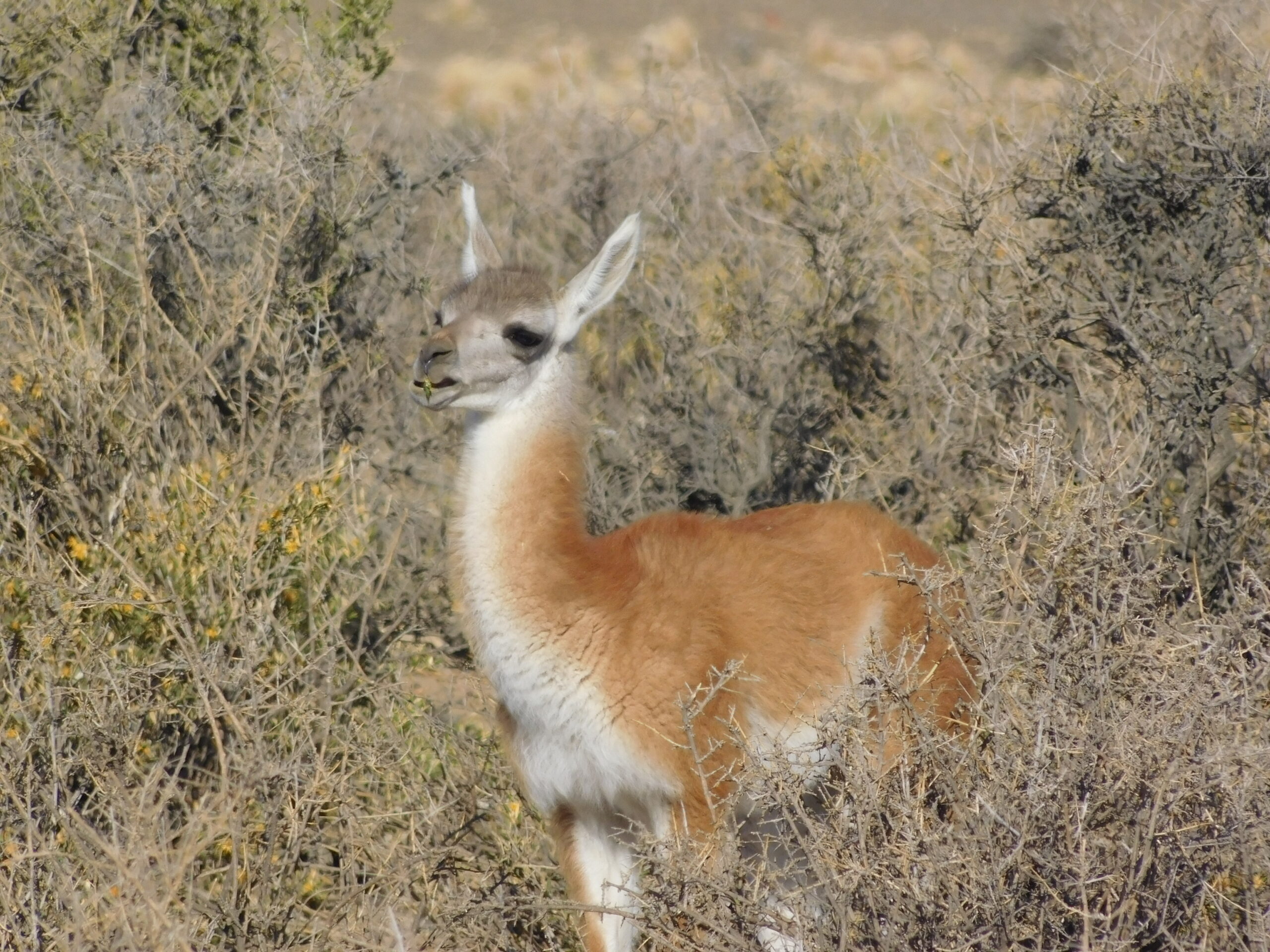 Guanaco
