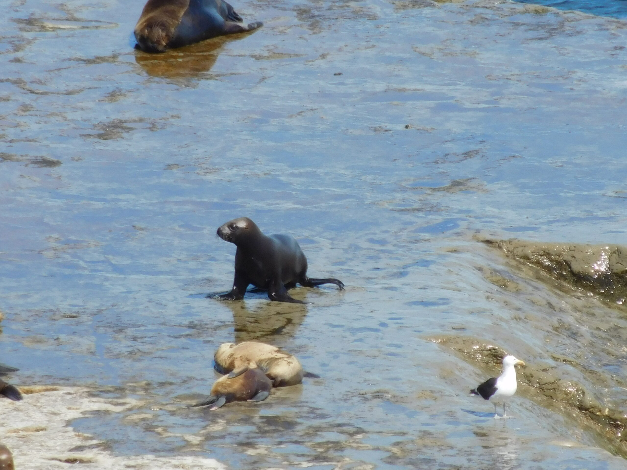 Sea lions