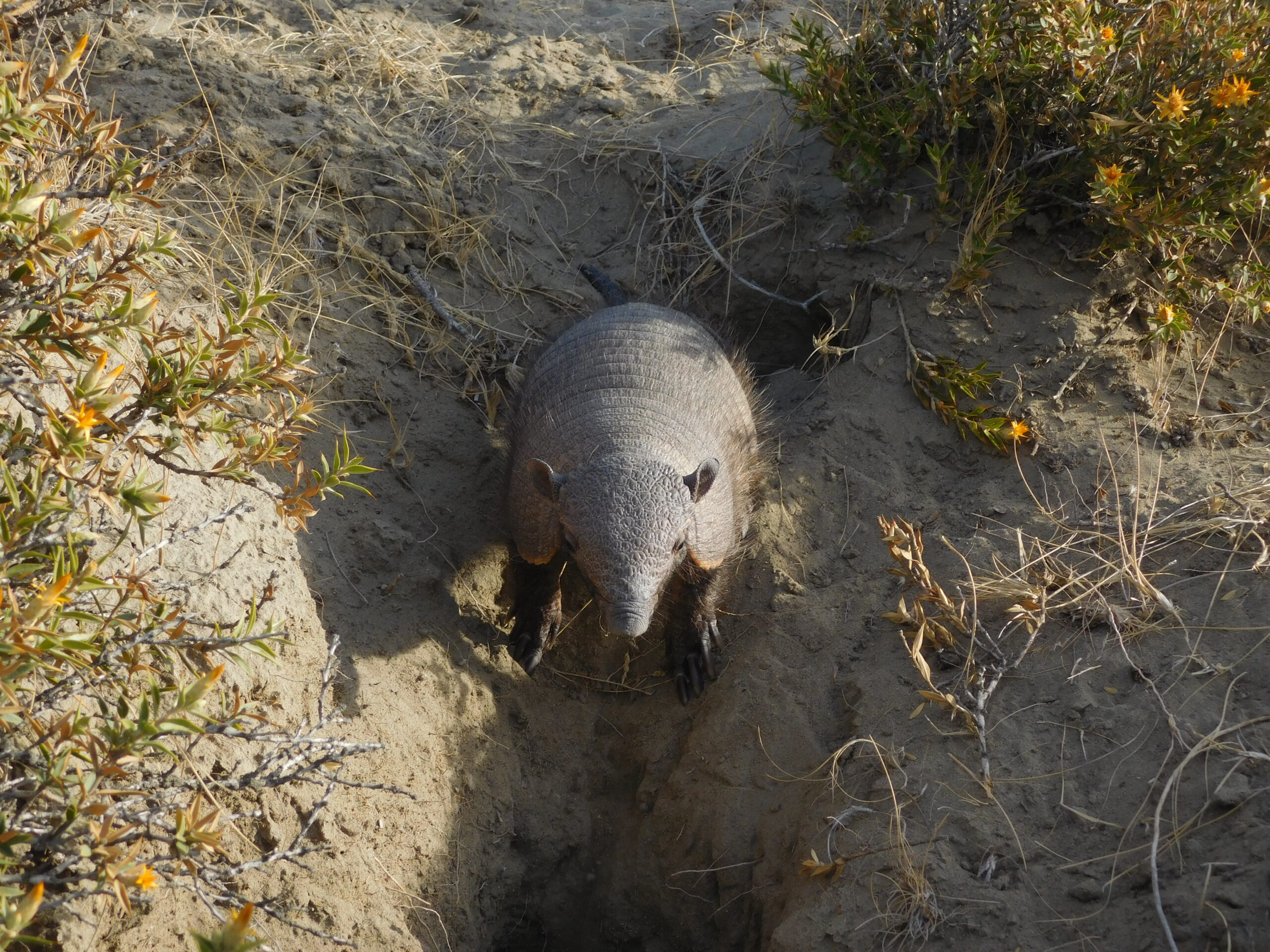 Armadillo