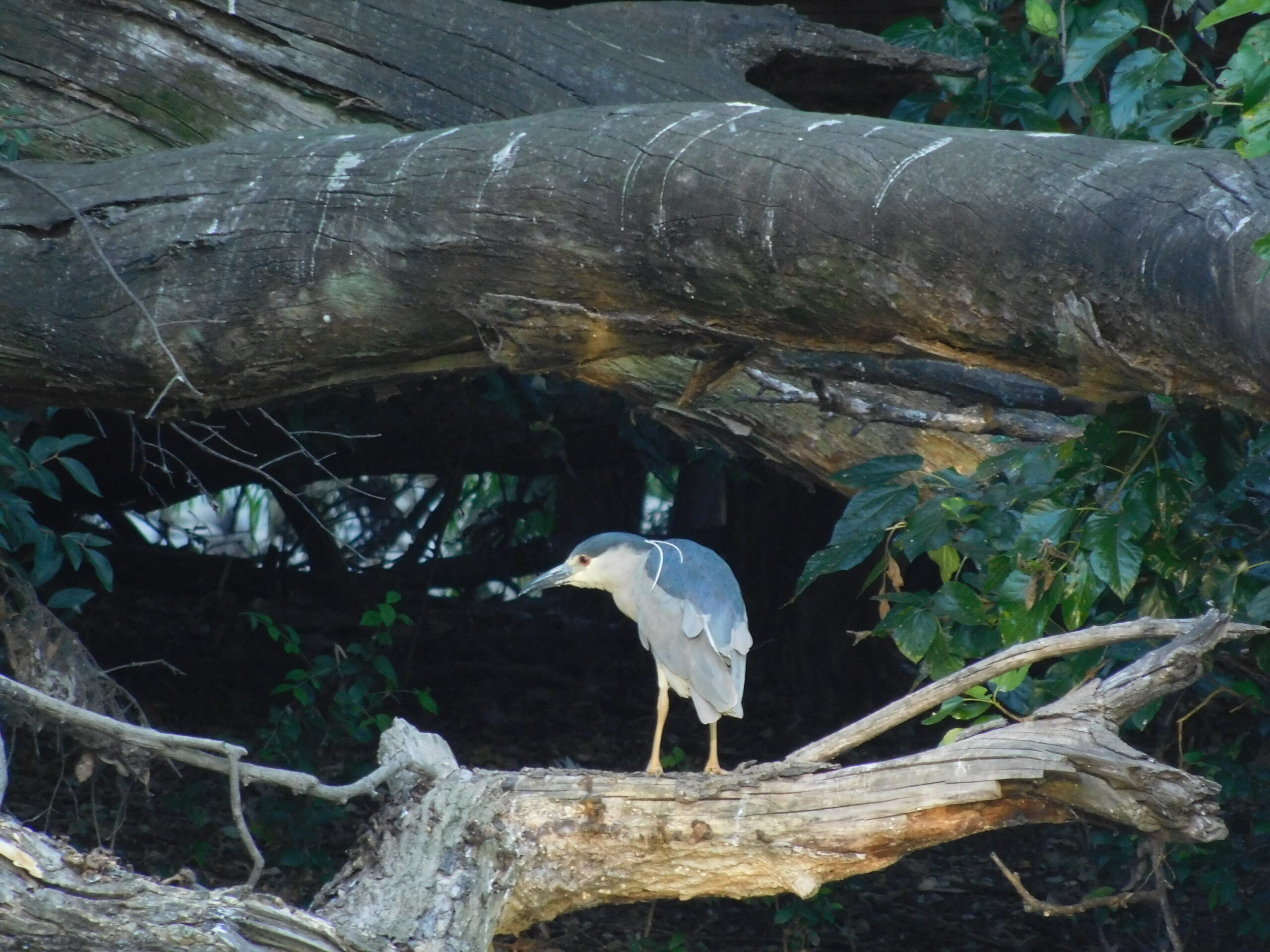 Herons