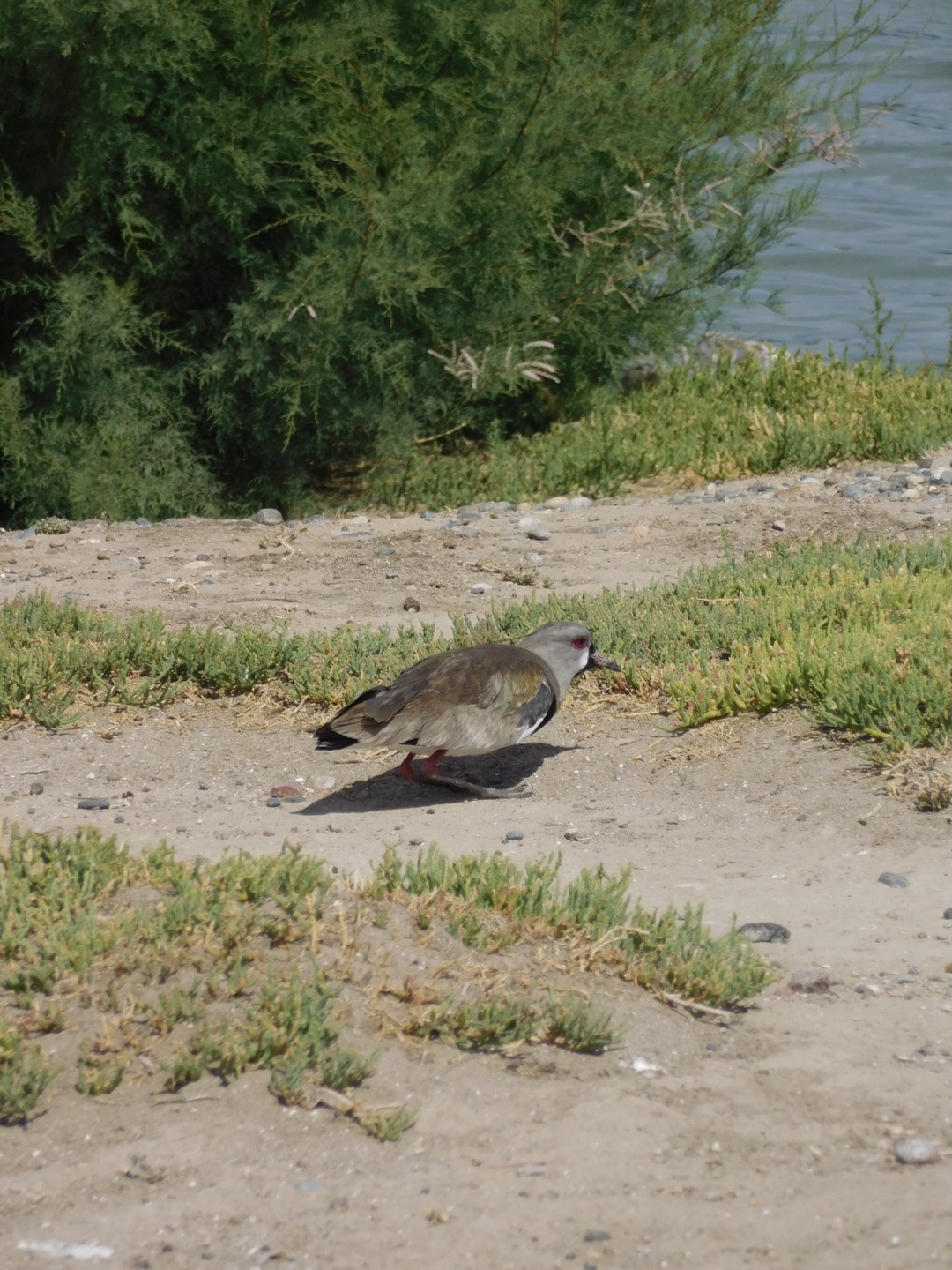Lapwing