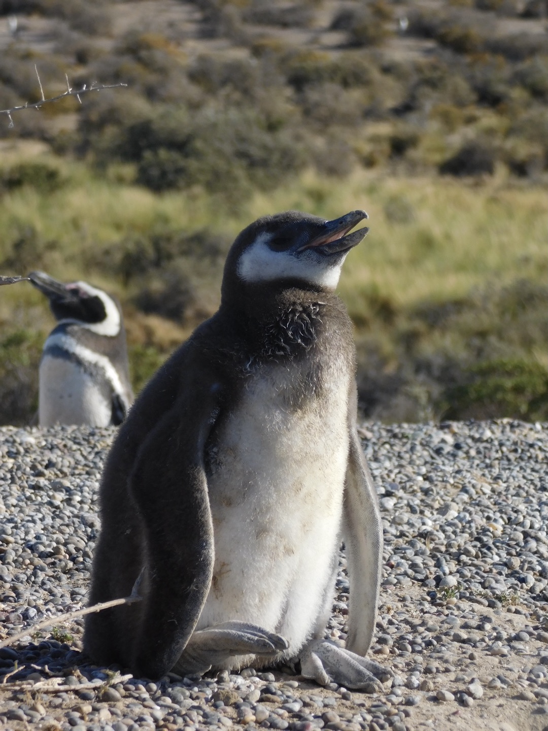 Penguins
