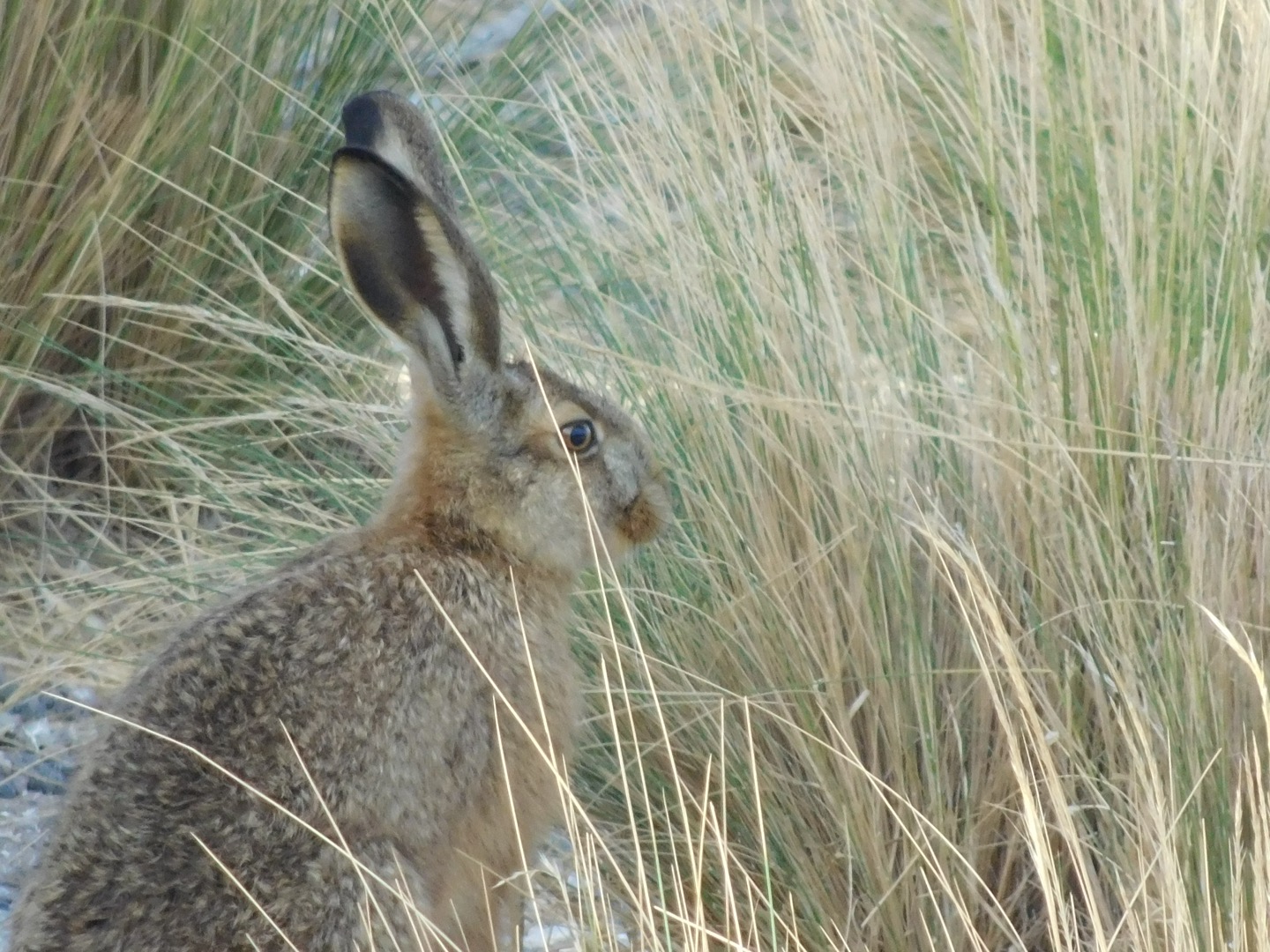 Hare