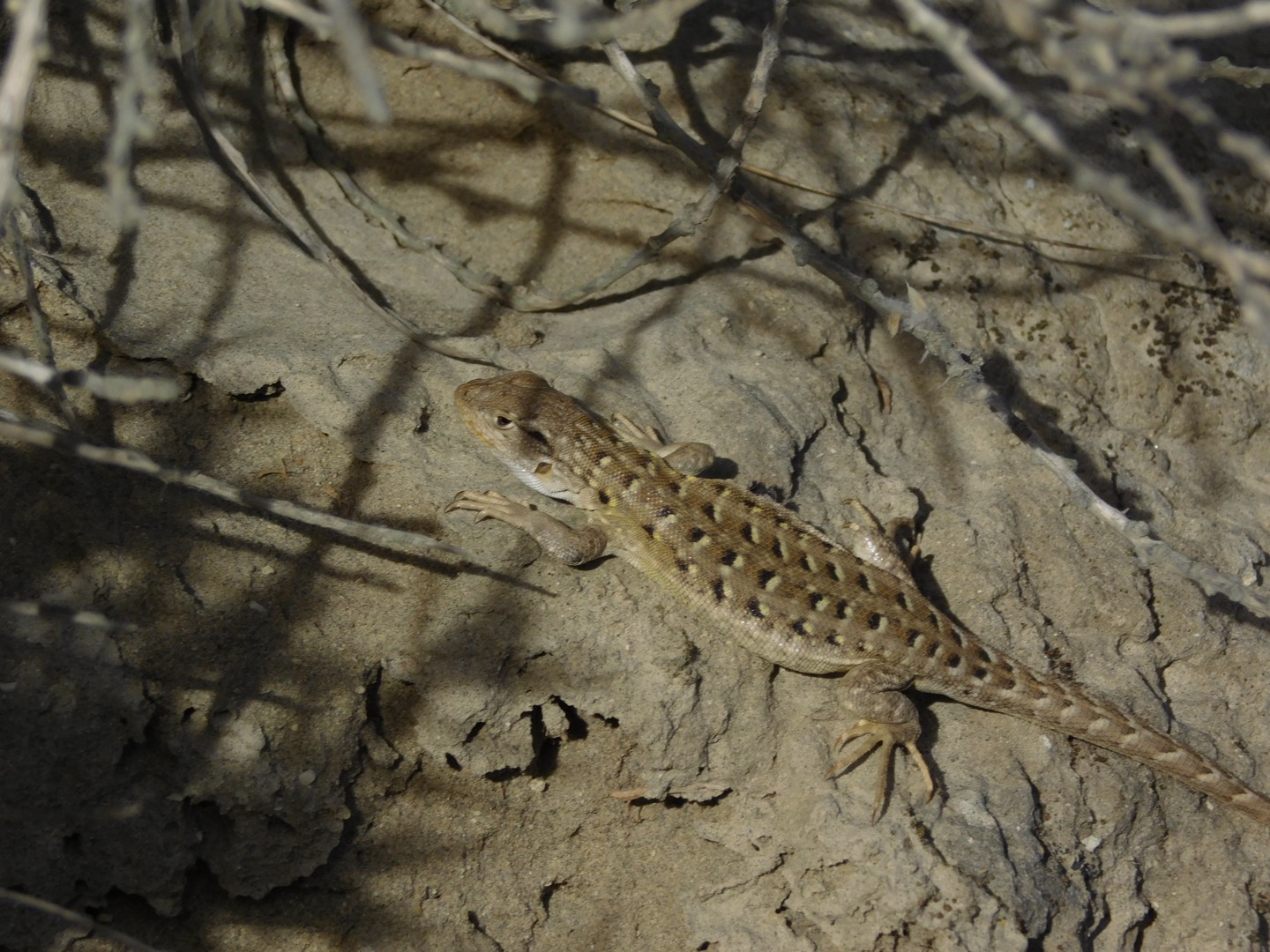 Lizards