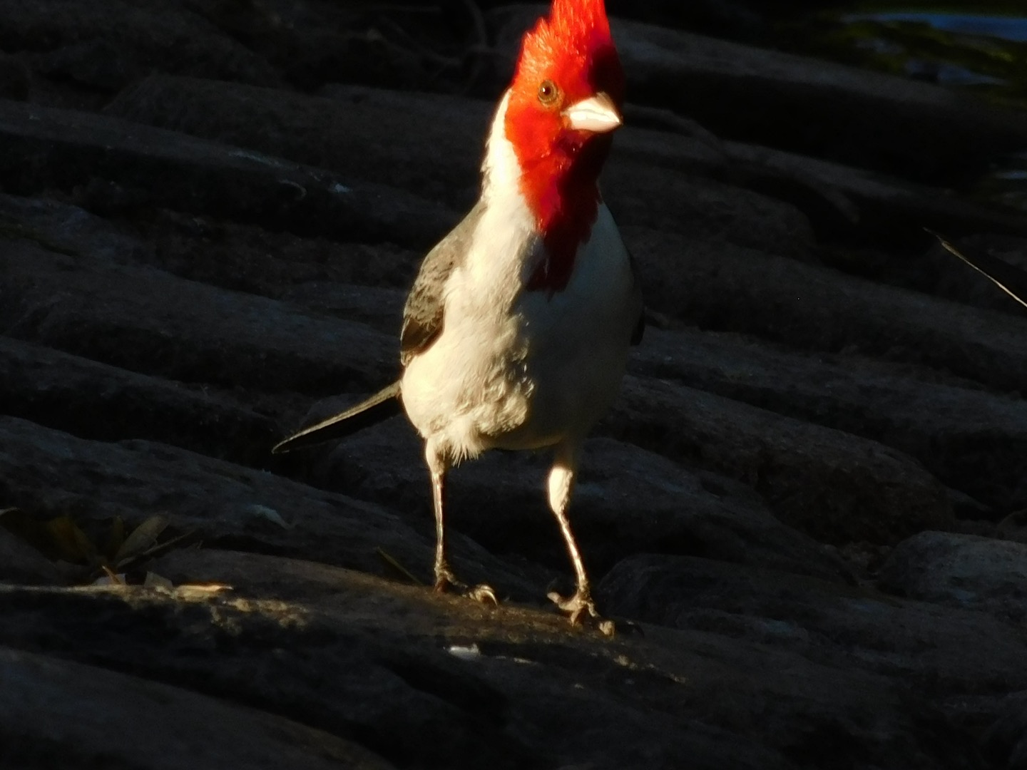 Cardenal